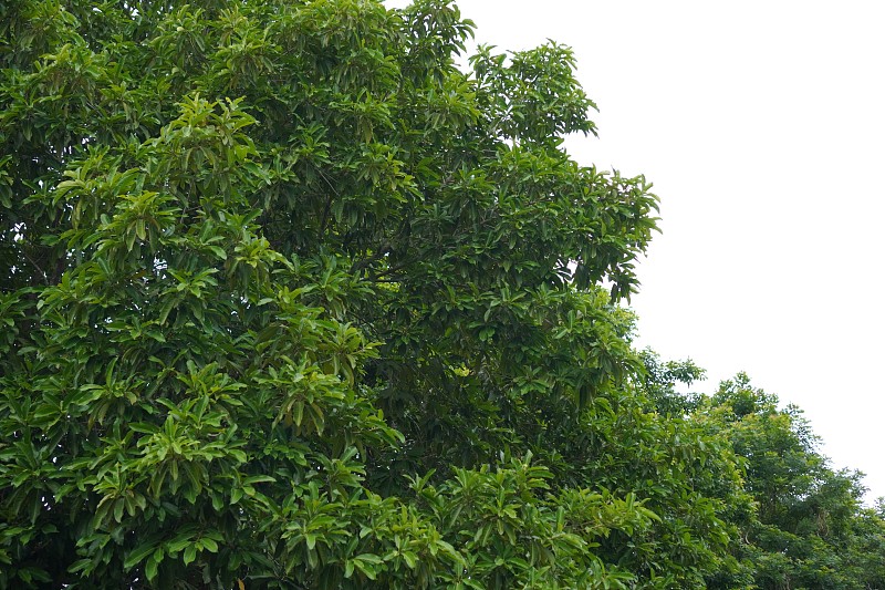 基于北京将粽子邮寄到新加坡