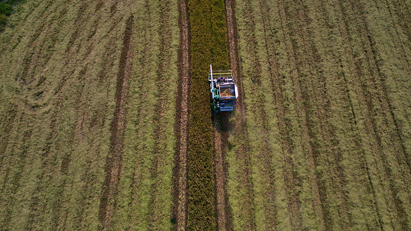 通过中国东莞把大闸蟹邮寄到新加坡