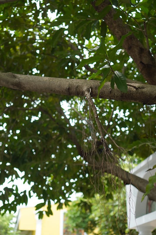 中国广州加拿大多伦多DHL快速专线