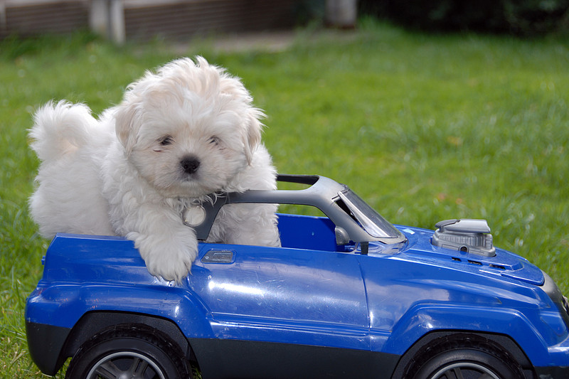 上海抵加拿大布兰普顿空海联运城市专线