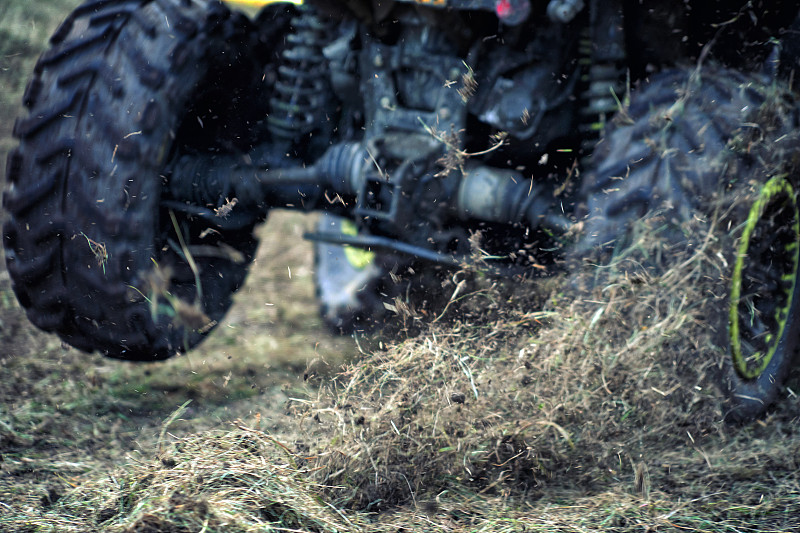 从上海将杨梅苗邮寄到美国夏洛特